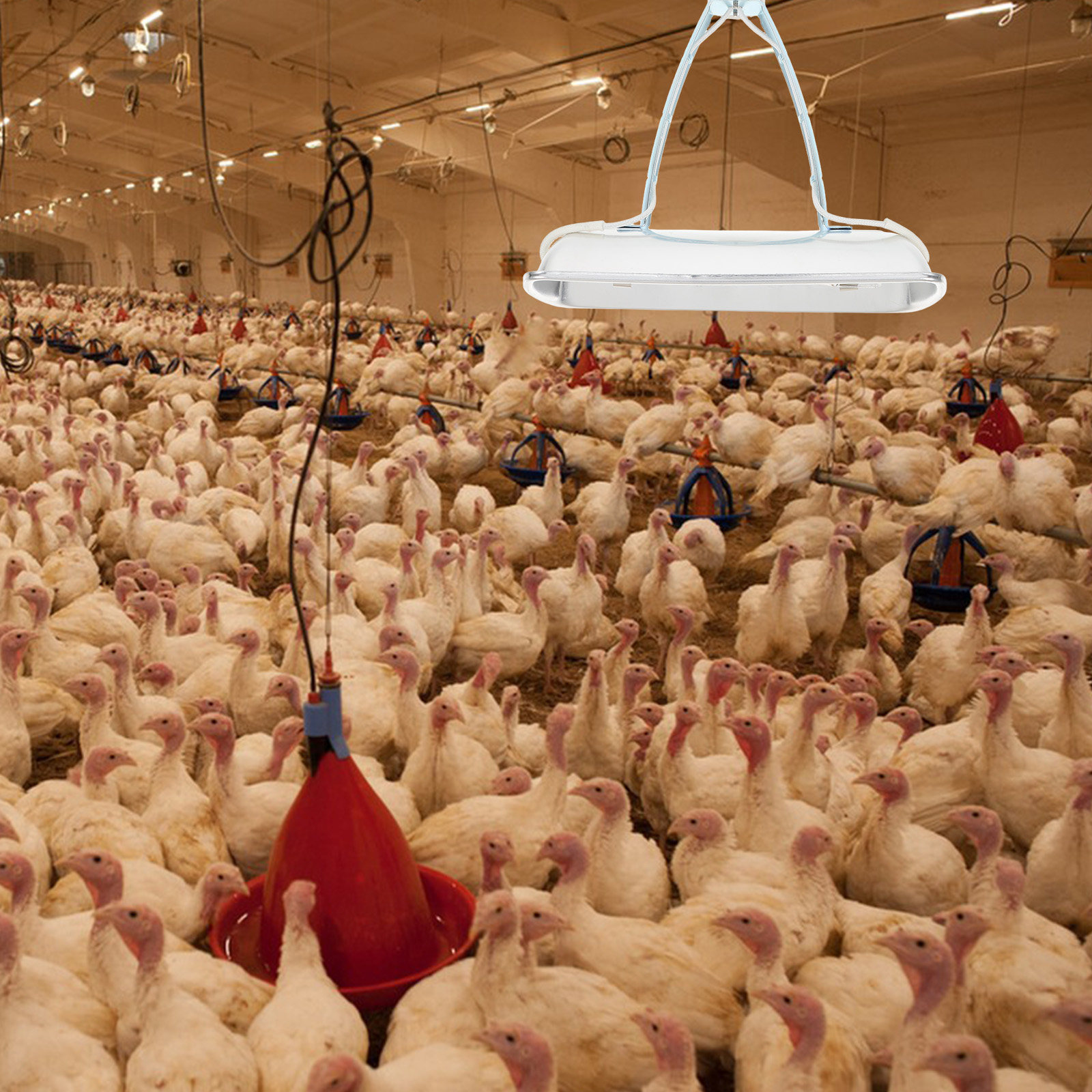 Pig Farm Heat Lamp Bulb E27 25 - đánh giá và giá Farming A